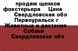 продам щенков фокстерьера  › Цена ­ 5 000 - Свердловская обл., Первоуральск г. Животные и растения » Собаки   . Свердловская обл.